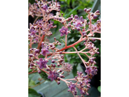 Cardiandra x 'Lucrèce'