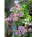 Cardiandra x 'Lucrèce'
