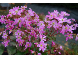 Saxifraga fortunei var. incisolobata 'Minos' 