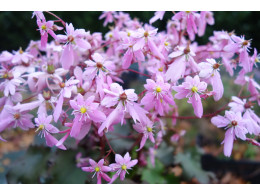 Saxifraga fortunei var. incisolobata 'Mémé Lulu' 