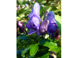 Aconitum japonicum 'kinoshi'