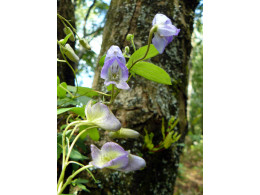 Aconitum austroyunnanense