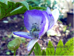 Aconitum 'Fu-iri'