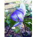 Aconitum 'Fu-iri'