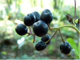 Actaea spicata 'Black Berry'