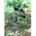 Actaea spicata 'Black Berry'