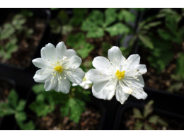 Anemone flaccida 'Ginpai'