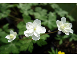 Anemone flaccida 'Senazaki'