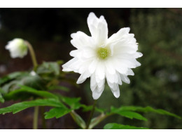 Anemone pseudoaltaica 'Yuki-no-sei'