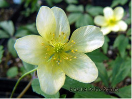 Anemone x lipsiensis