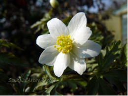 Anemone nemorosa 'Lycette'