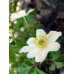 Anemone nemorosa 'Lycette'