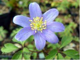 Anemone nemorosa 'Royal Blue'