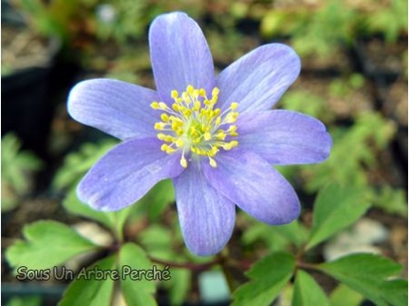 Anemone nemorosa 'Royal Blue'
