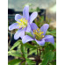 Anemone nemorosa 'Royal Blue'