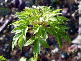 Anemone nemorosa 'Viridescens'