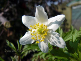 Anemone nemorosa 'Grande Blanche'