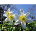 Anemone nemorosa 'Grande Blanche'