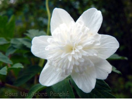 Anemone nemorosa 'Vestal'