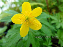 Anemone ranunculoides