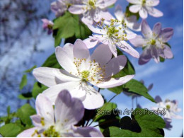 Anemonella thalictroïdes 'Rosea'