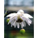 Anemonopsis macrophylla double