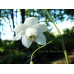 Anemonopsis macrophylla 'Alba'