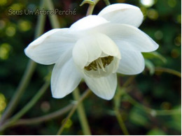 Anemonopsis macrophylla 'Alba'