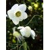 Anemonopsis macrophylla 'Alba'