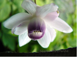 Anemonopsis macrophylla