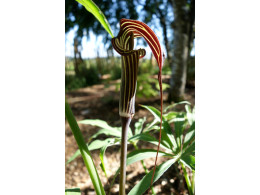 Arisaema ciliatum