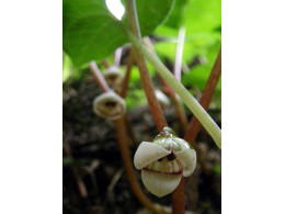 Asarum caulescens album