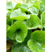 Asarum europaeum