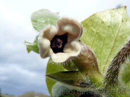 Asarum pulchellum