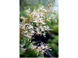 Astilbe glaberrima var. yakushima