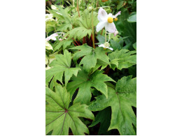 Begonia pedatifida 'Yatsude'