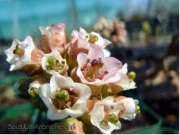 Bergenia ciliata