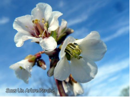 Bergenia omeiensis