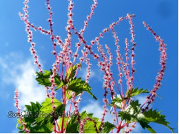 Boehmeria spicata