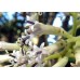 Cacalia delphinifolia