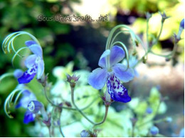 Caryopteris divaricata SUAP