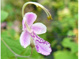 Caryopteris divaricata rose