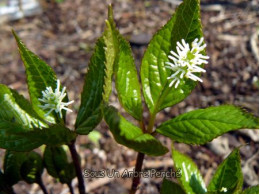 Chloranthus japonicus