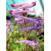 Corydalis 'Blackberry Wine'