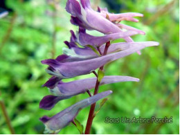 Corydalis 'Blackberry Wine'