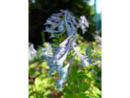 Corydalis omeiana