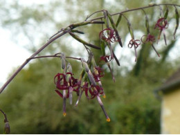 Diaspananthus uniflorus