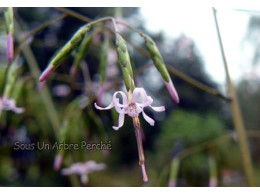 Diaspananthus uniflorus rose