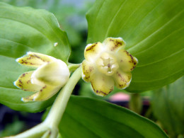 Disporopsis jinfushanensis