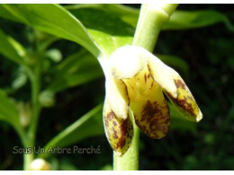 Disporopsis aspera 'Tall Form'